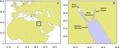 Extreme heat loss in the Northern Red Sea and associated atmospheric forcing